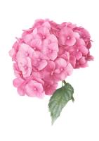 Hydrangea macrophylla 